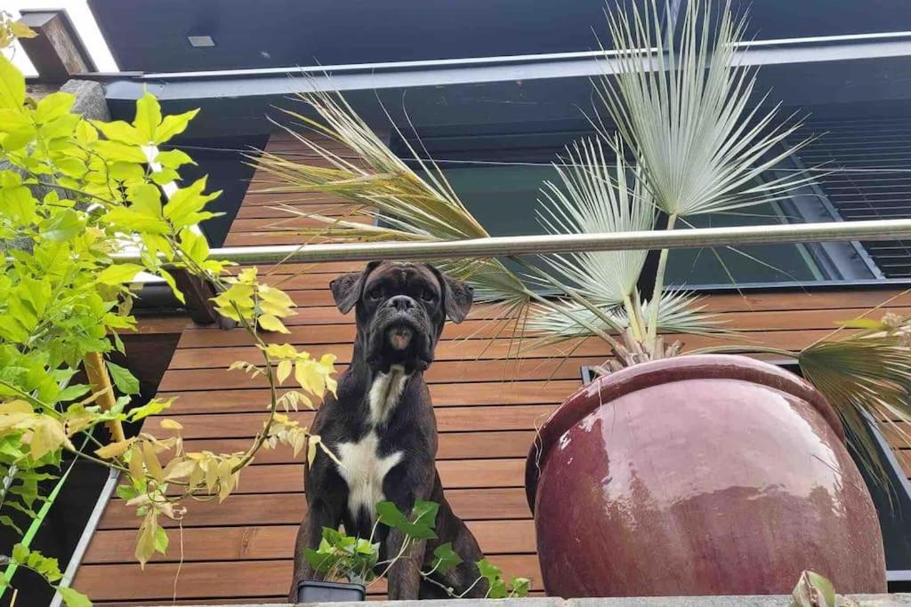 Villa Bootsmann Mit Spektakulaerer Seesicht Nahe Badestrand Vitznau Dış mekan fotoğraf